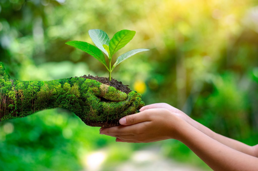 Mãos da natureza entregando muda a mãos de criança